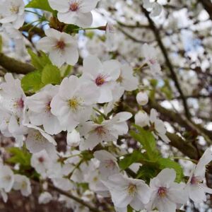 Prunus 'Snow Goose' 20-25 SM